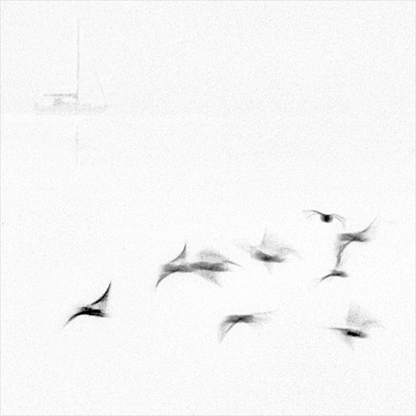 9 birds and a boat.jpg